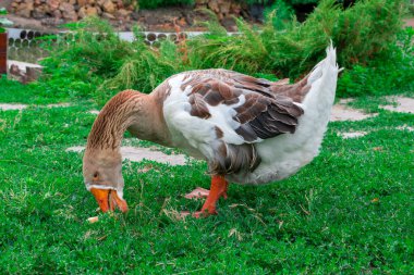 Gri bir kaz çimlerin üzerinde duruyor. Doğaya yakın bir gri kaz çimenleri tıslıyor..