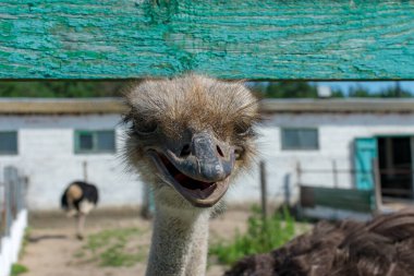 Devekuşu kafası, bir devekuşu çiftliğinin bulanık arka planında. Struthio camelus. Arka plan bulanık. Seçici odak.