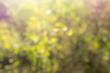 Bulanık sarı-yeşil arka plan. Sonbaharda arka plan bulanıklaşır. Bulanık sarı-yeşil yapraklar..