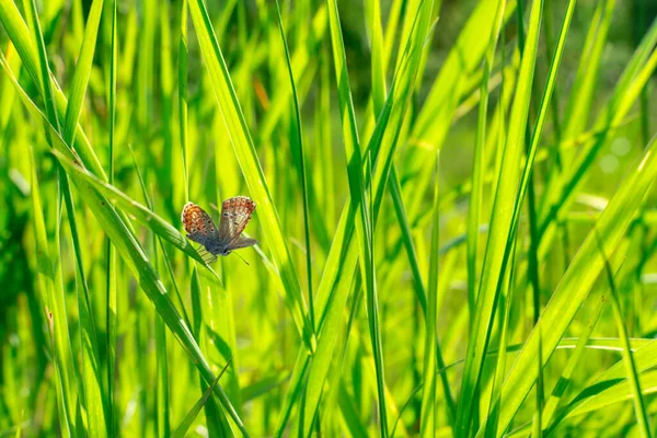 Πεταλούδα Plebejus argus στηρίζεται και κάθεται στο γρασίδι σε ένα θολό πράσινο φόντο στις ακτίνες του ήλιου που δύει το ηλιοβασίλεμα. Μια κοινή μικρή πεταλούδα στο φυσικό της περιβάλλον. Τόπος για μια επιγραφή — Φωτογραφία Αρχείου