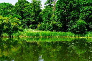 Güneşli bir günde, bir orman gölünün arka planındaki güzel yaprak döken orman. Yampol 'deki botanik bahçesi. Yampol. Ukrayna.
