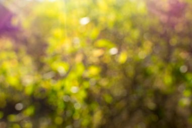 Bulanık sarı-yeşil arka plan. Sonbaharda arka plan bulanıklaşır. Bulanık sarı-yeşil yapraklar..