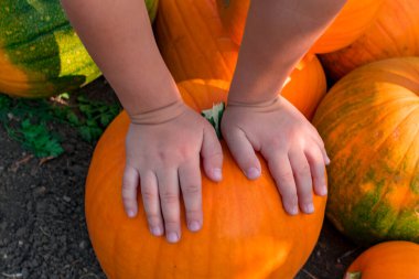 Çocuk elleri turuncu bir balkabağının üzerine uzanır. Sahada bir yığın portakal kabağı var. Yakın plan. Yukarıdan bak. Hasat konsepti