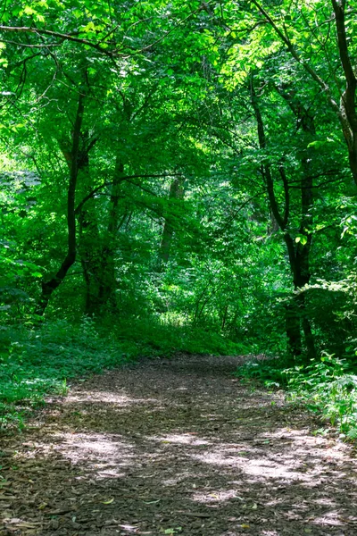 Estrada de terra através de uma floresta verde, um túnel com árvores em um dia ensolarado de verão. Dendrapark em Yampol Ucrânia. — Fotografia de Stock