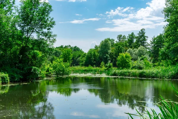 Hermoso bosque caducifolio en el fondo de un lago forestal en un día soleado brillante. Arboreto en Yampol. Yampol. Ucrania. — Foto de Stock