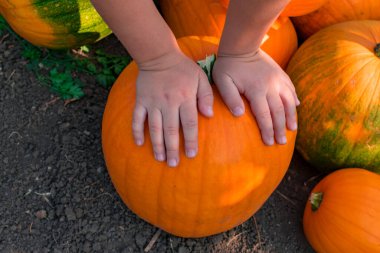 Çocuk elleri turuncu bir balkabağının üzerine uzanır. Sahada bir yığın portakal kabağı var. Yakın plan. Yukarıdan bak. Hasat konsepti.