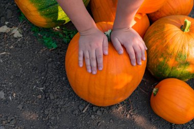 Çocuk elleri turuncu bir balkabağının üzerine uzanır. Sahada bir yığın portakal kabağı var. Yakın plan. Yukarıdan bak. Hasat konsepti