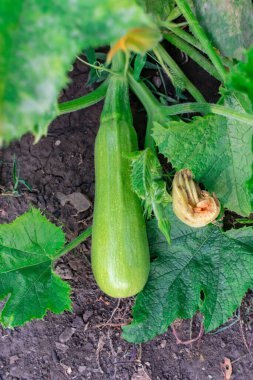 Çalıların üzerinde genç beyaz bir kabak yetişiyor. Hasat konsepti. Düş! Yakın plan..