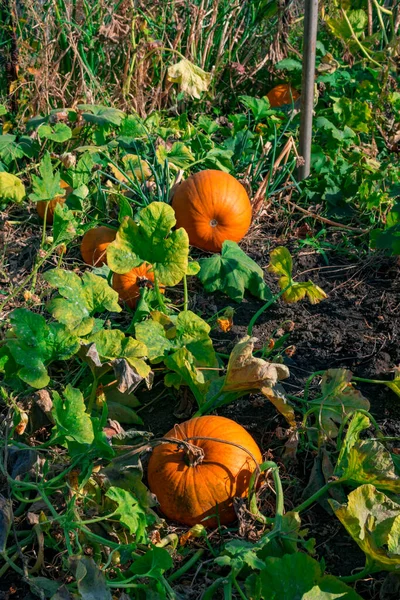Narancs tök termesztés orogóban, betakarítás organikus zöldségek szervezésére. Rusztikus őszi kilátás. Egészséges étel vegetáriánus gyerekek diéta koncepció. A tiszta étel a kertjében terem — Stock Fotó