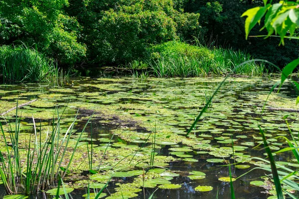 Un estanque con lirios de agua amarilla rodeado de bosque. Naturaleza tranquila escena al aire libre. Arboreto en Yampol. Ucrania. — Foto de Stock