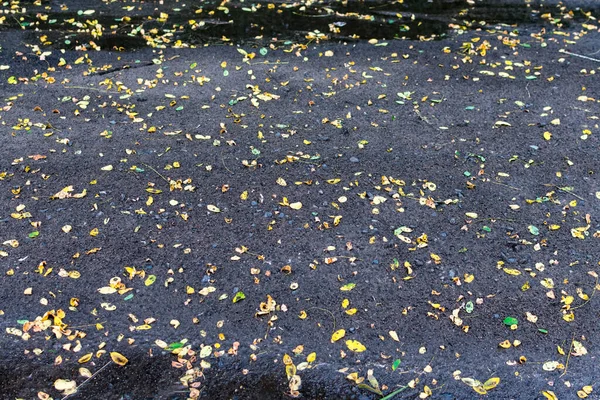 Pequenas folhas amarelas de outono cobrem o asfalto molhado após a chuva. As folhas estão molhadas e brilhantes no chão após uma chuva de outono. — Fotografia de Stock