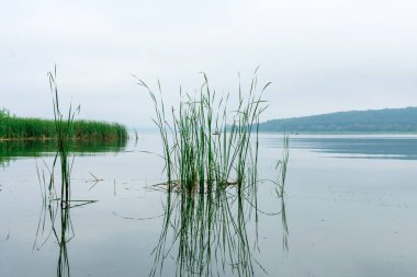 Green reeds on the shore of the lake in the fog against the background of the morning forest. Beautiful foggy landscape on the lake.
