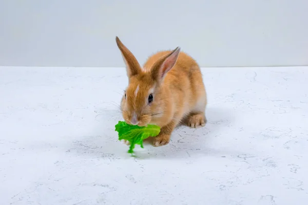 Rozkošný ryšavý zajíček sedí na bílém pozadí a jí zelený list salátu — Stock fotografie