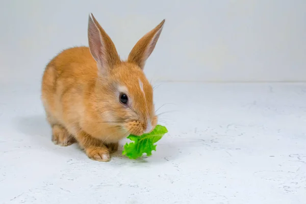 Adorável coelho ruivo sentado em um fundo branco e comer uma folha verde de alface — Fotografia de Stock