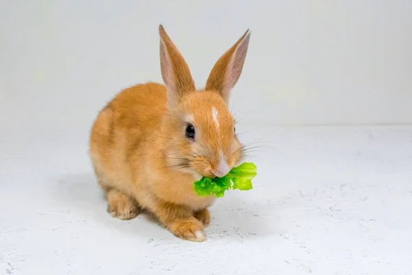 Adorável coelho ruivo sentado em um fundo branco e comer uma folha verde de alface — Fotografia de Stock