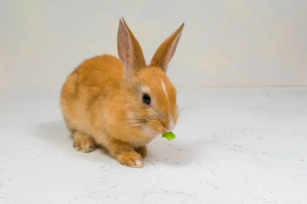 Bedårande rödhårig kanin sitter på en vit bakgrund och äter ett grönt blad sallad — Stockfoto