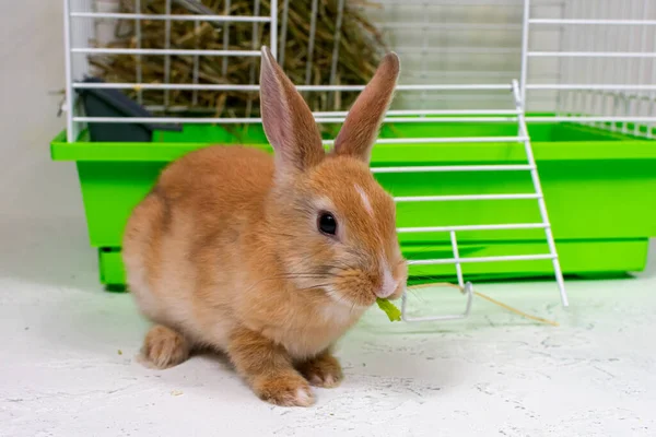 Ingefära kanin sitter nära buren. Ett vackert husdjur. Fluffigt djur, päls. Husdjur. — Stockfoto