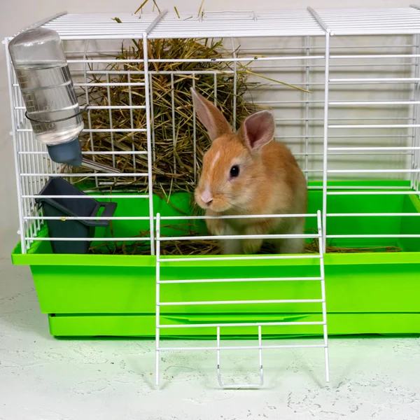 檻の中の赤い耳のウサギ。美しいペットだ。ふわふわの動物、毛皮。ホーム、喜び。閉鎖. — ストック写真