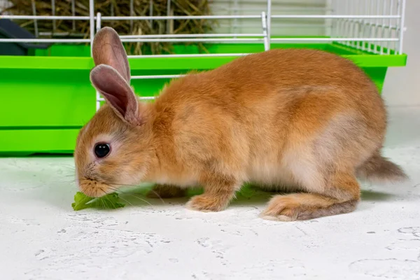 Ginger królik siedzi w pobliżu klatki. Piękne zwierzątko. Puszyste zwierzę, futro. Domowe zwierzę. — Zdjęcie stockowe