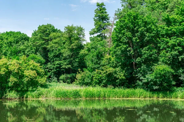 Bela floresta caduca no fundo de um lago de floresta em um dia ensolarado brilhante. Arboreto em Yampol. Yampol. Ucrânia. — Fotografia de Stock