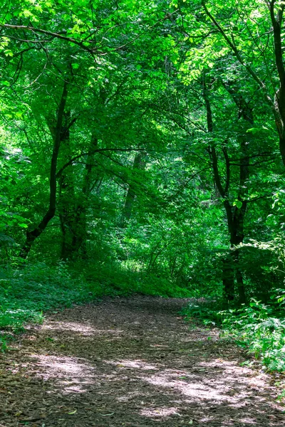 Estrada de terra através de uma floresta verde, um túnel com árvores em um dia ensolarado de verão. Dendrapark em Yampol Ucrânia. — Fotografia de Stock