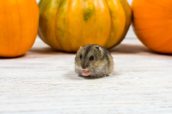 Brun hamster sitter på ett vitt bord inte en bakgrund av orange pumpor. — Stockfoto