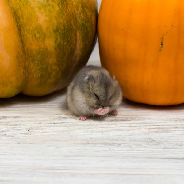 En liten söt Dzungarian hamster tvättar mot bakgrund av en orange pumpa. Närbild. — Stockfoto