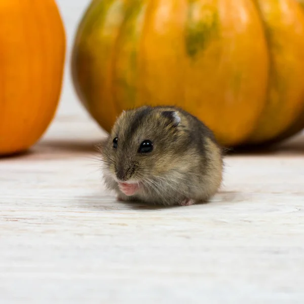 Liten söt Dzungarian hamster på bakgrunden av en orange pumpa. Närbild. — Stockfoto