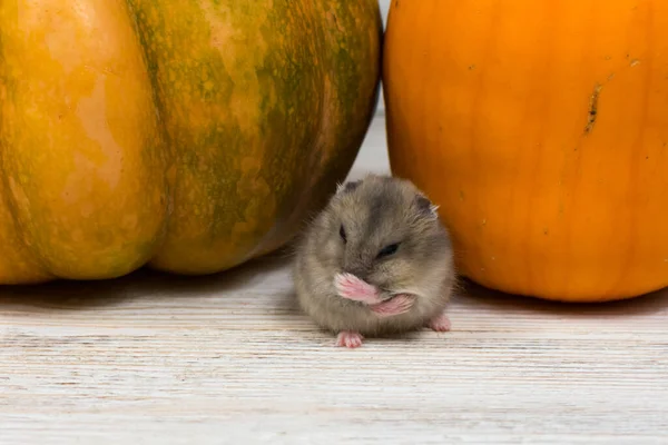 Ein kleiner niedlicher ungarischer Hamster wäscht sich vor dem Hintergrund eines orangefarbenen Kürbisses. Nahaufnahme. — Stockfoto