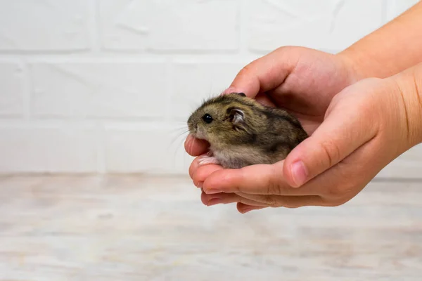 Liten Dzungarian hamster i armarna på barn. Plats för inskrift. — Stockfoto