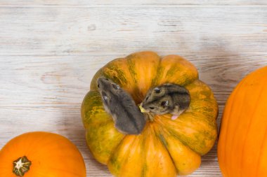 İki küçük Dzungarian hamsterı turuncu bir balkabağının üzerinde oturuyorlar. Yukarıdan görüntüle.