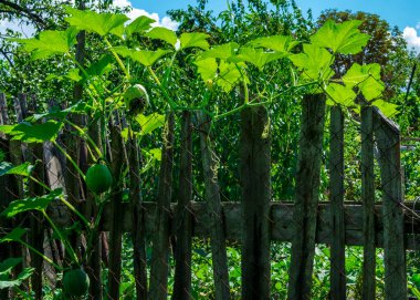 Çocukların doğum günü partisi için cam bardakta dondurma külahı. Renkli dekorlar ve bulanık arkaplanlı şekerler..