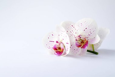 Pembe merkezli güzel beyaz orkideler basitçe, doğa, güzellik ve dekorasyon temaları için ideal..