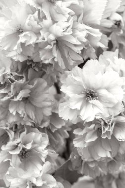 Beyaz şakayığın yakın çekimi gri tonda çiçek açar, zarif taç yaprağı ve huzurlu çiçek dokusu 2026 yılının rengini gösterir