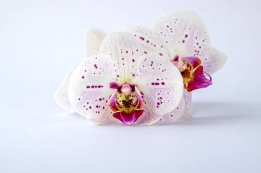 Stüdyonun ışığına yansıyan mor benekli narin beyaz orkide..
