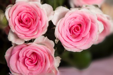 Çiçek açmış pembe güllerin yakın çekimi, yumuşak taç yaprakları ve romantik ruh halini gösteriyor..