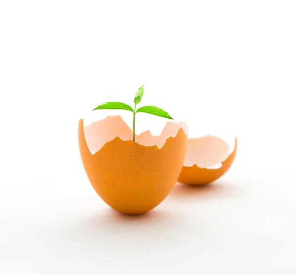 卵殻、成長の概念、成長事業で木を育てる — ストック写真