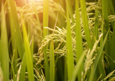 Pirinç tarlasını kapatın.