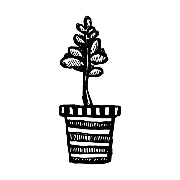 Houseplant in the flower pot — Stock Vector