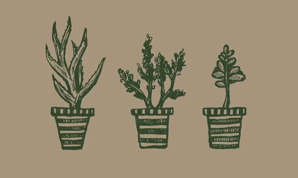 花器の観葉植物 — ストックベクタ