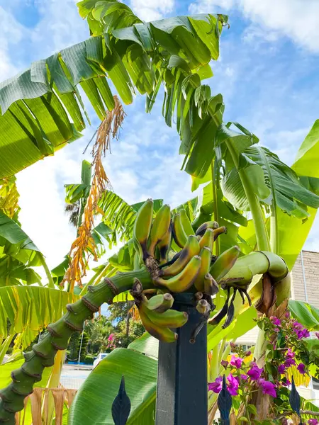 Um bando de bananas a crescer — Fotografia de Stock