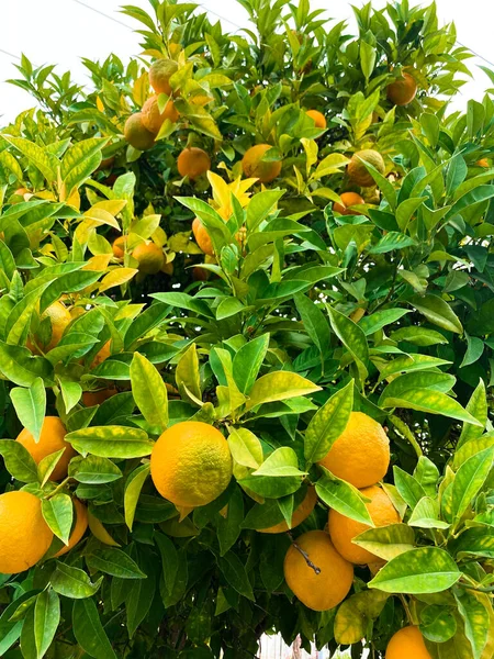 Arancio con frutta matura — Foto Stock