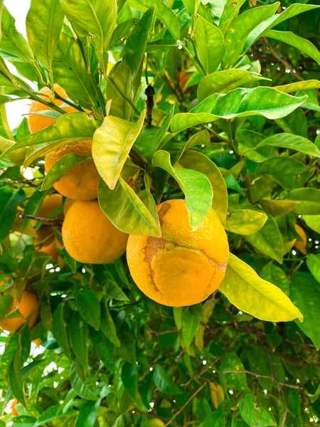 熟した果実のあるオレンジの木 — ストック写真