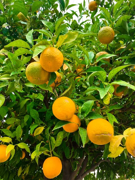 Orange tree with ripe fruit