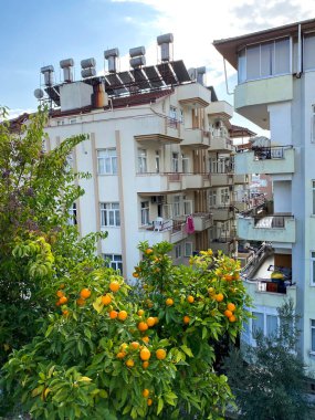 Binalar arasında olgun meyveli portakal ağacı