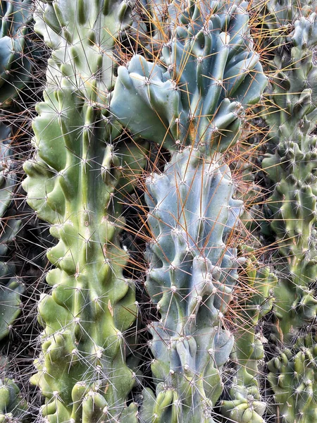 Piante di cactus verdi — Foto Stock