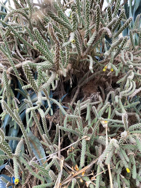 Kaktusy zielone — Zdjęcie stockowe