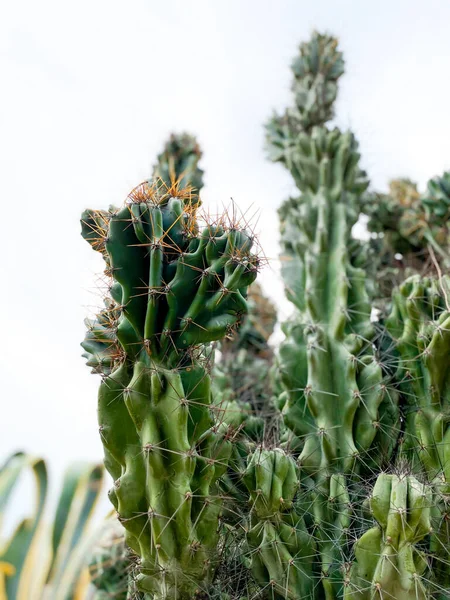 Plantas de cactos verdes — Fotografia de Stock