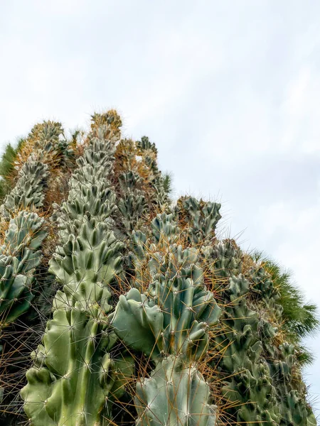 Yeşil kaktüs bitkileri — Stok fotoğraf