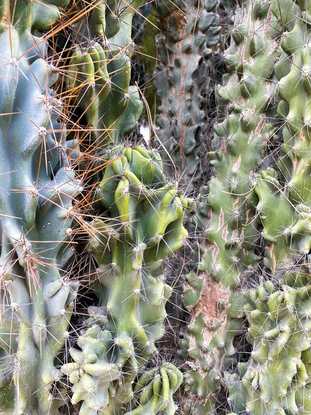 Zelené kaktusíky — Stock fotografie